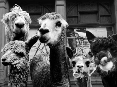 alpaca-mafia2