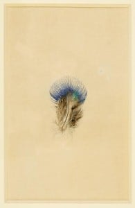 feather