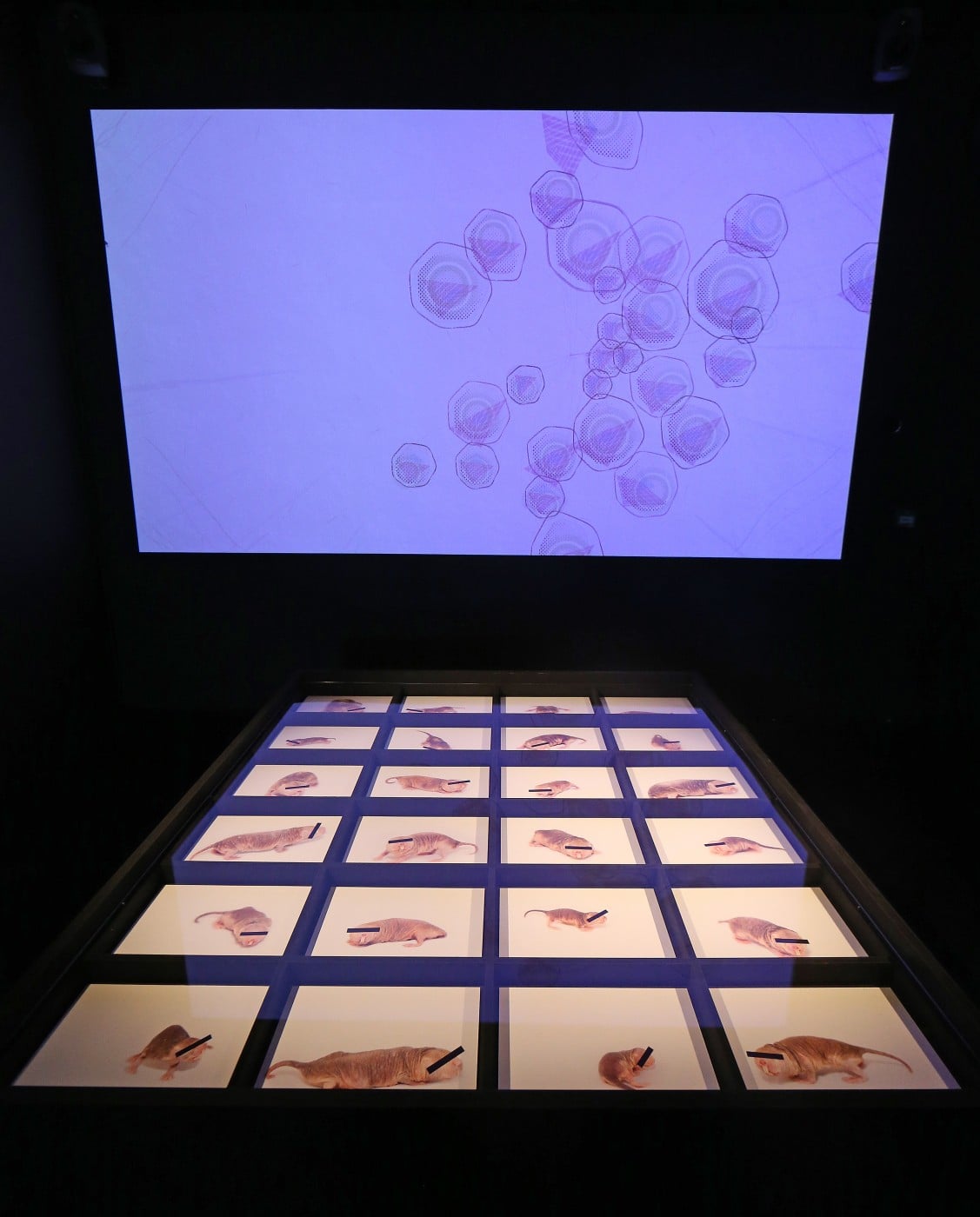 5. Julie Freeman, Rodent Activity Transmissions (RAT) systems (2016 - ongoing). The New Observatory at FACT