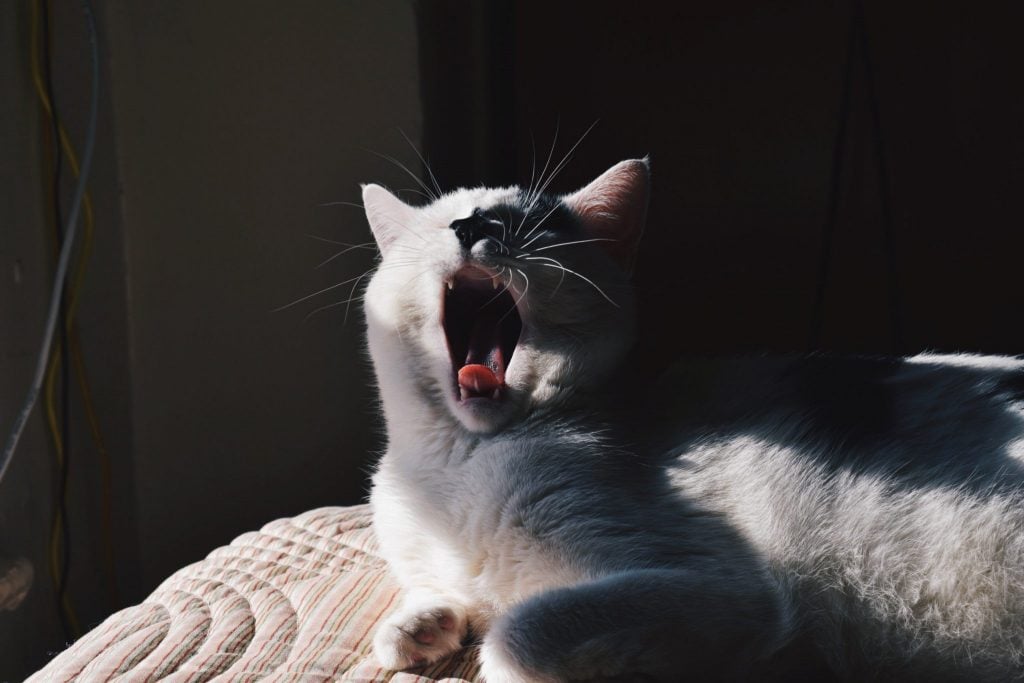 An image of a white cat sitting in the sun, yawning.