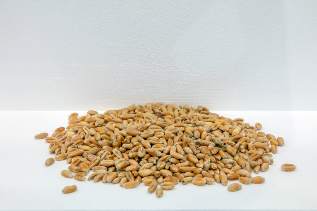 A small pile of light-brown coloured grain on a white shelf, against a white wall.